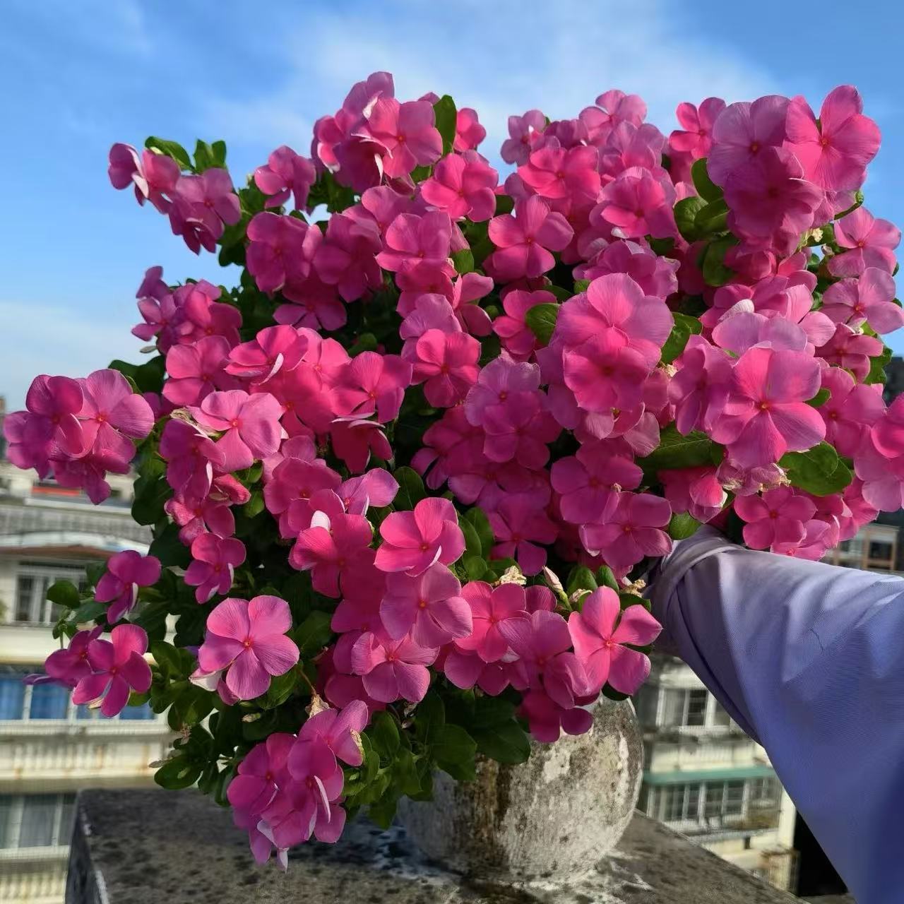 【李先生】（独本！木本天天开）带花带花苞发货室内外盆栽