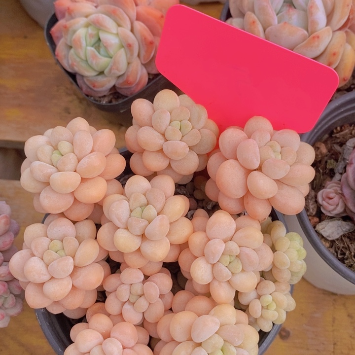 多肉植物，开心多肉