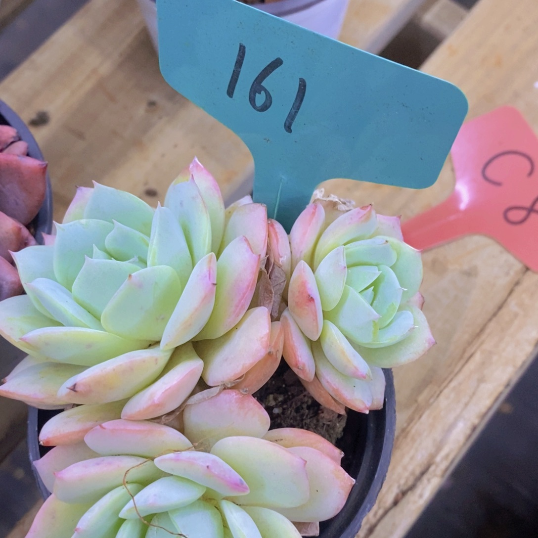 开心多肉，一物一拍