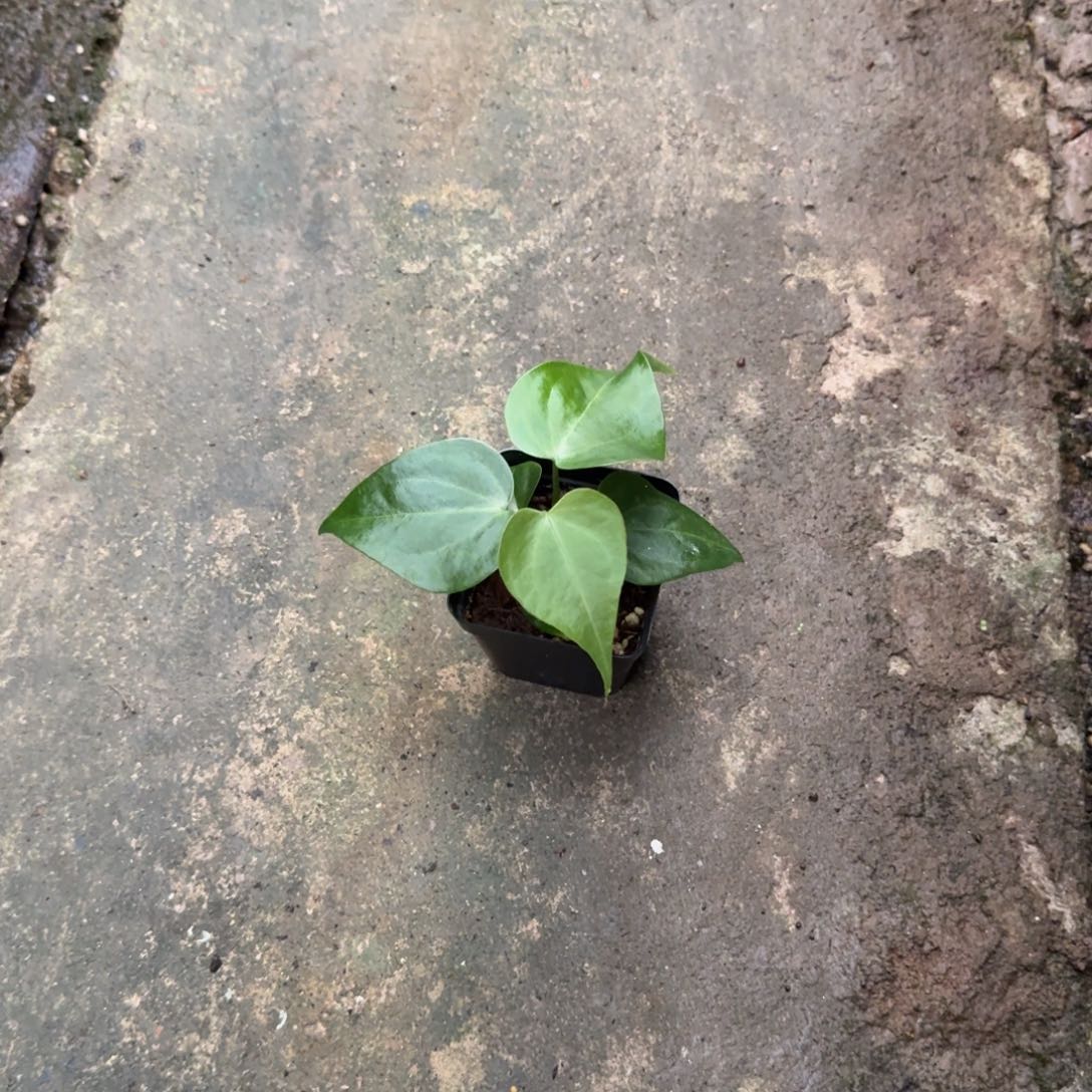 无花朵翼龙杂克莱恩后