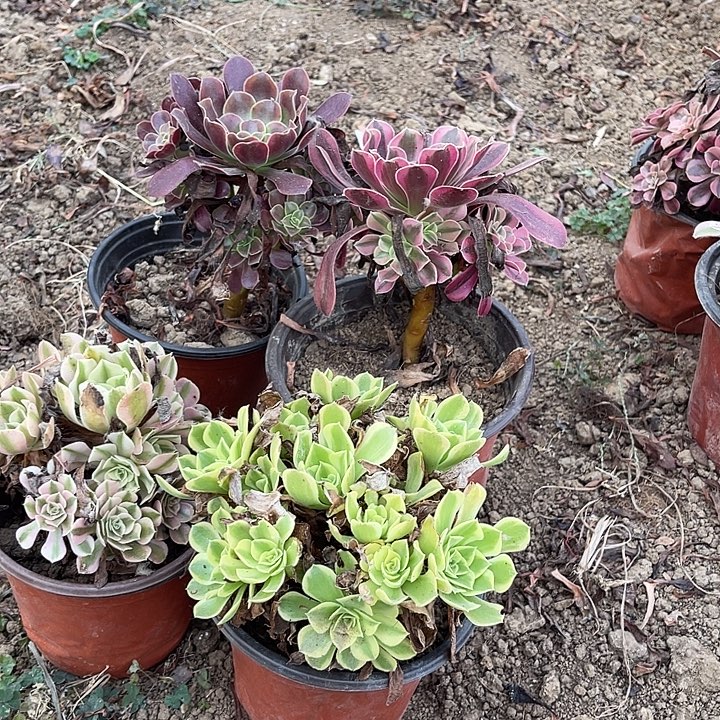 4棵玫瑰玫瑰玫瑰玫瑰