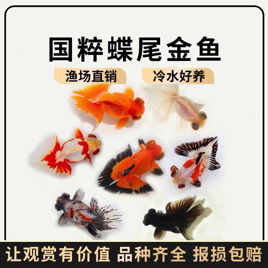 金鱼15尾 4月龄 2025首批新苗 好养类观赏鱼