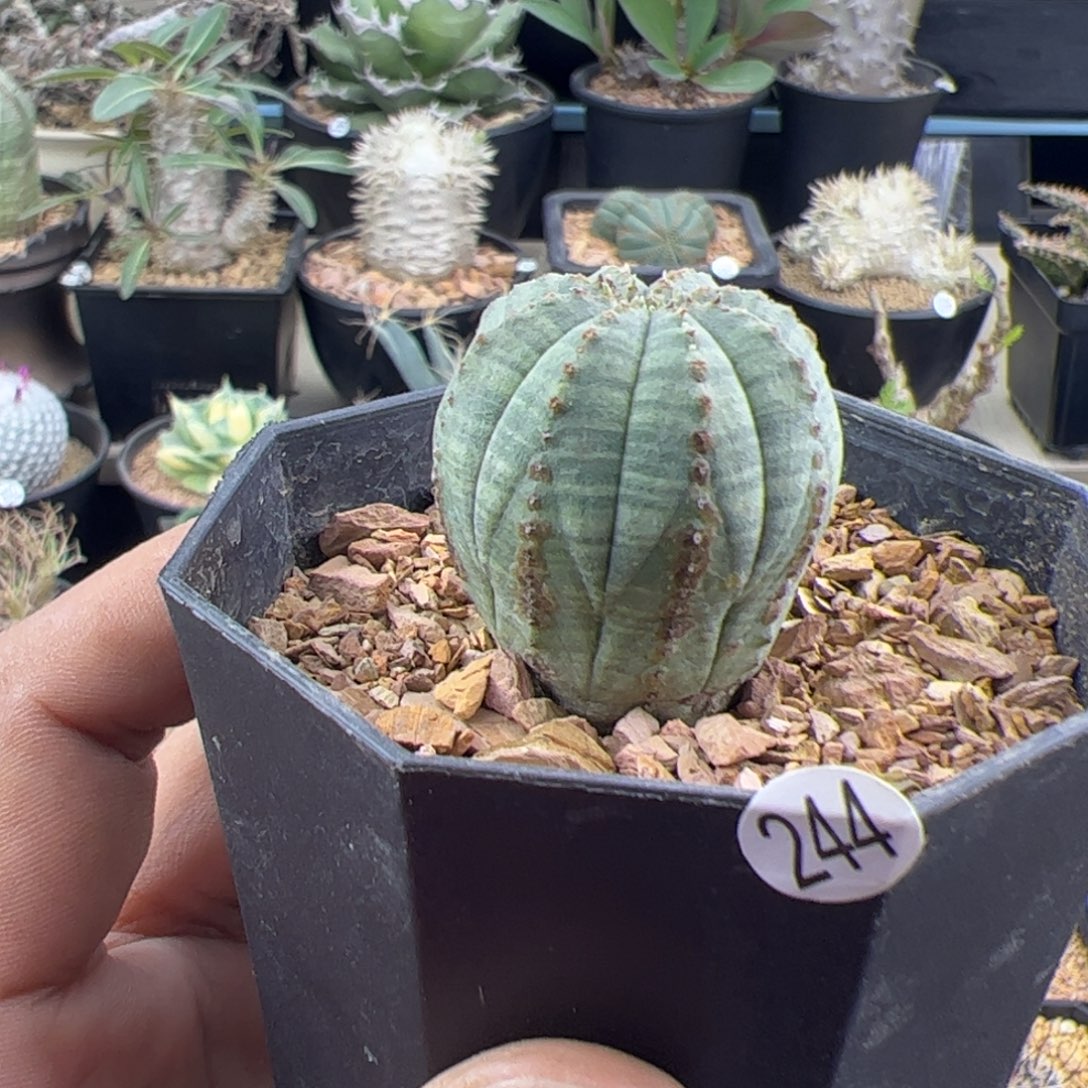 锈斑布纹球3一物一拍244