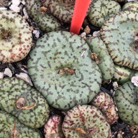 多肉肉锥 2.6Cm 荷叶安贞