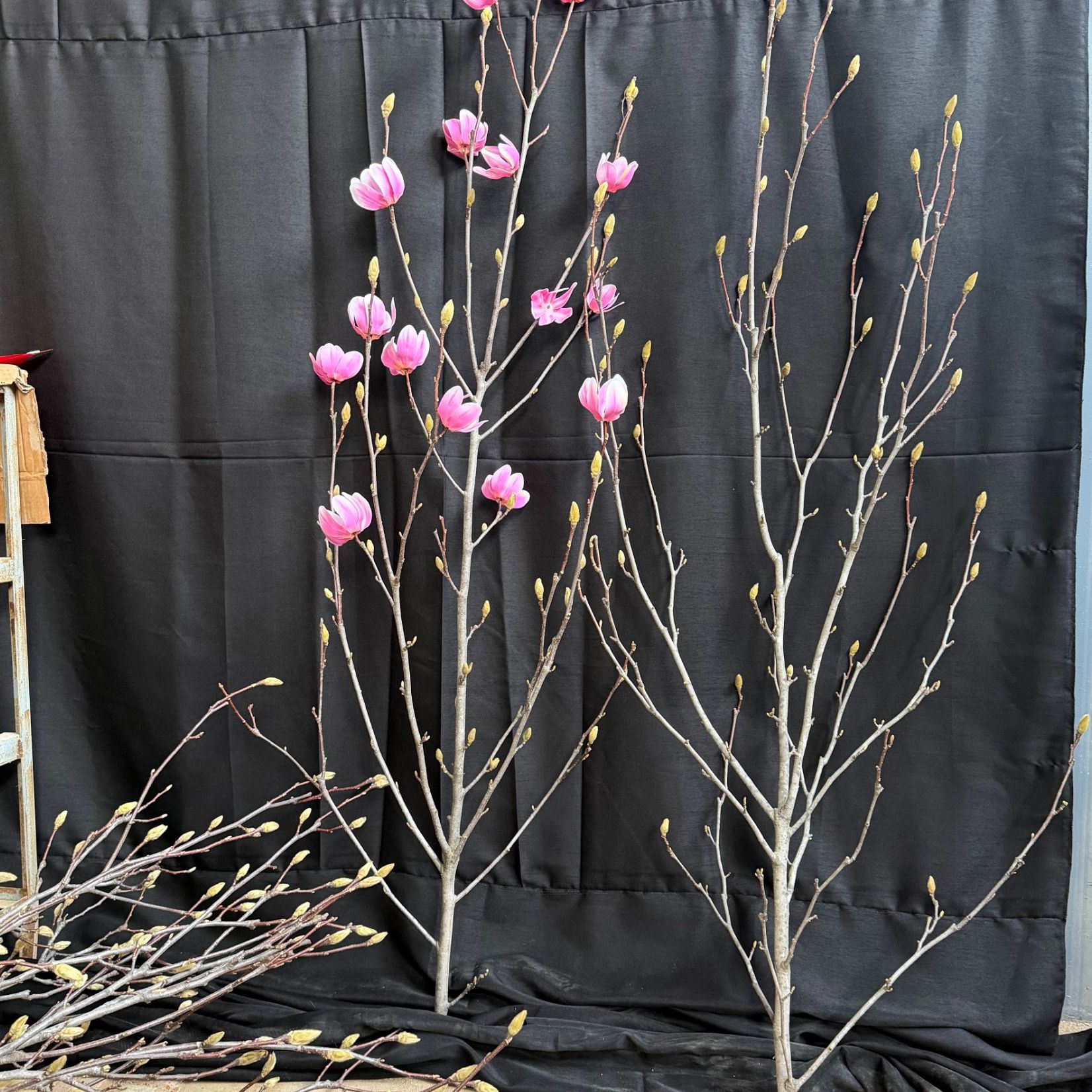 【带花苞发货】SSS落地款南召浅霞玉兰花水培植物鲜花室内耐寒绿植