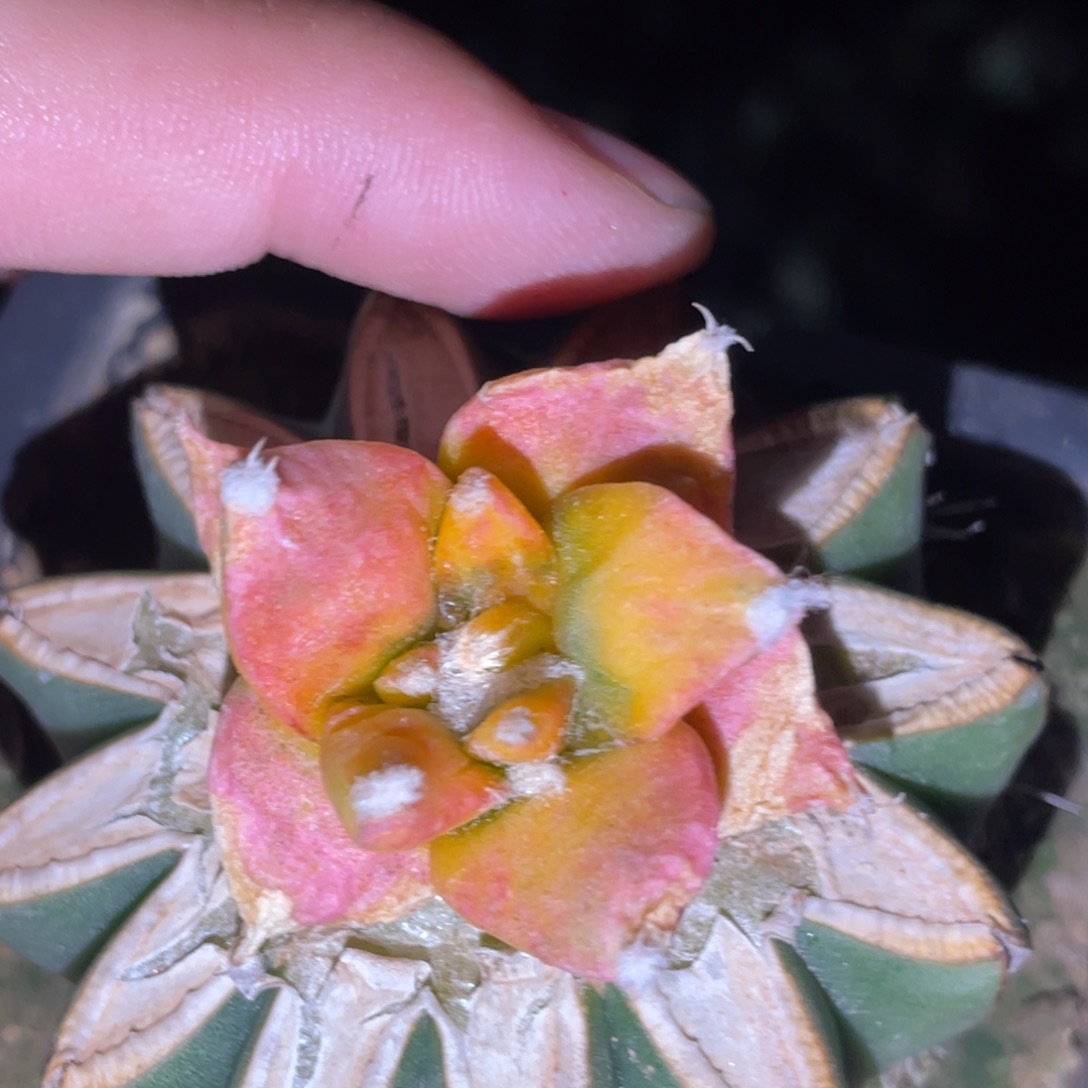 无花朵仙人球开花 岩怒锦