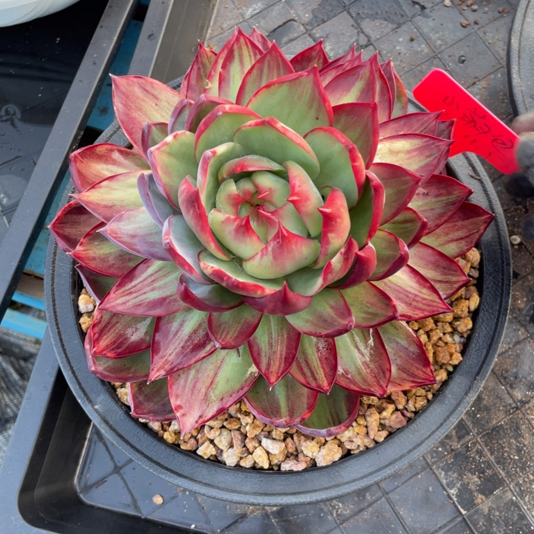 惊鸿仙子冠服21左右