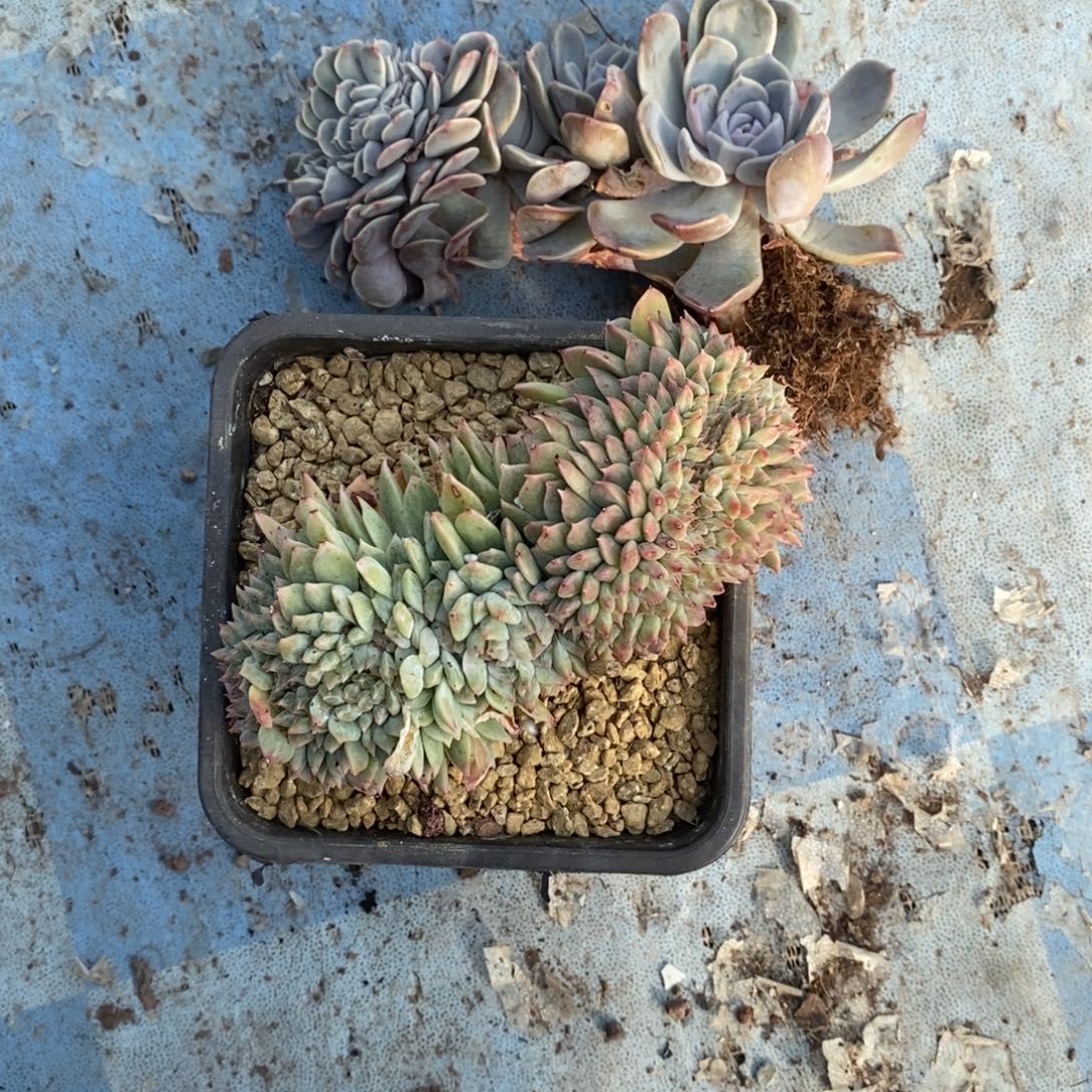 赵***o1206898685885888585966