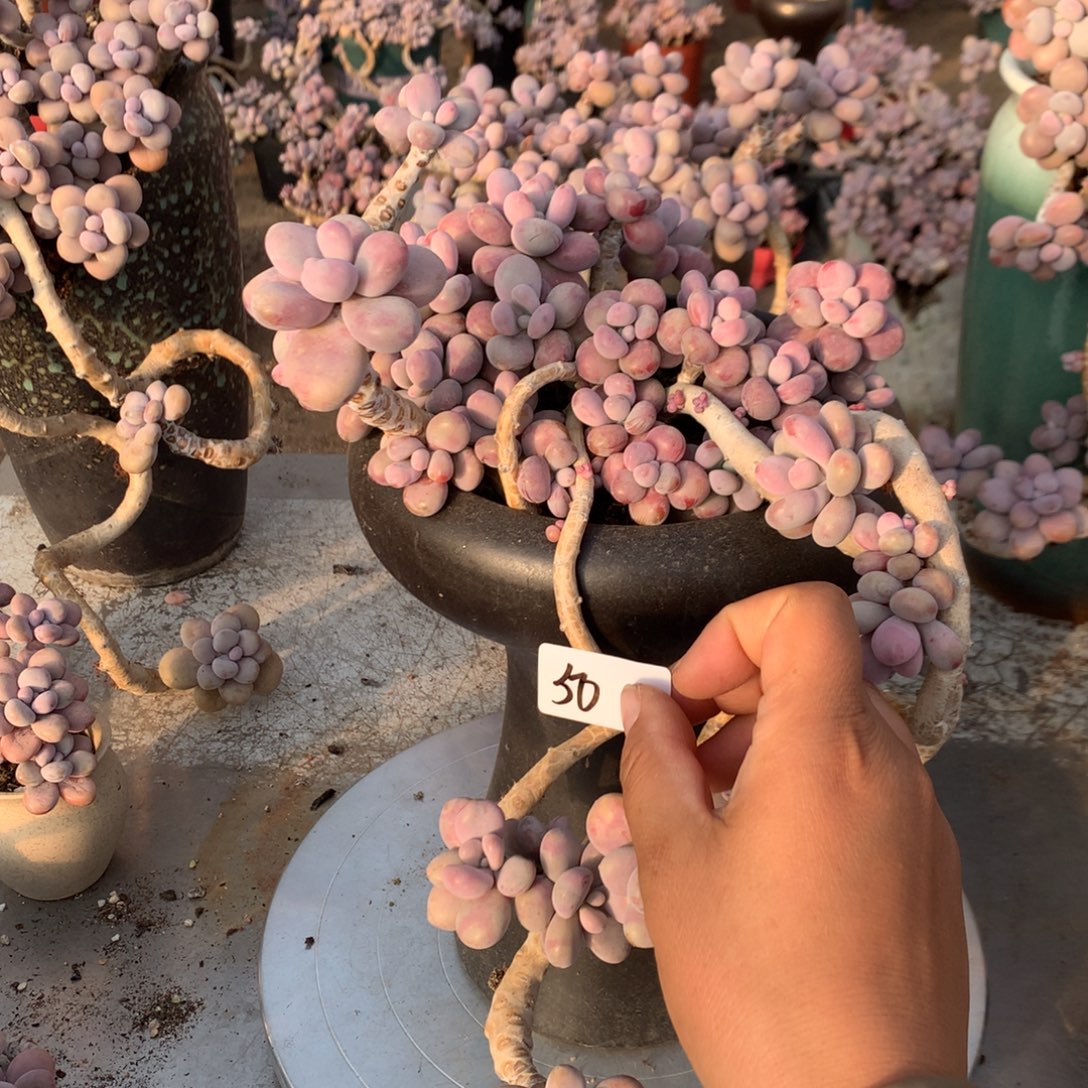 缘***光桃蛋老桩不带盆有瑕疵福利50号