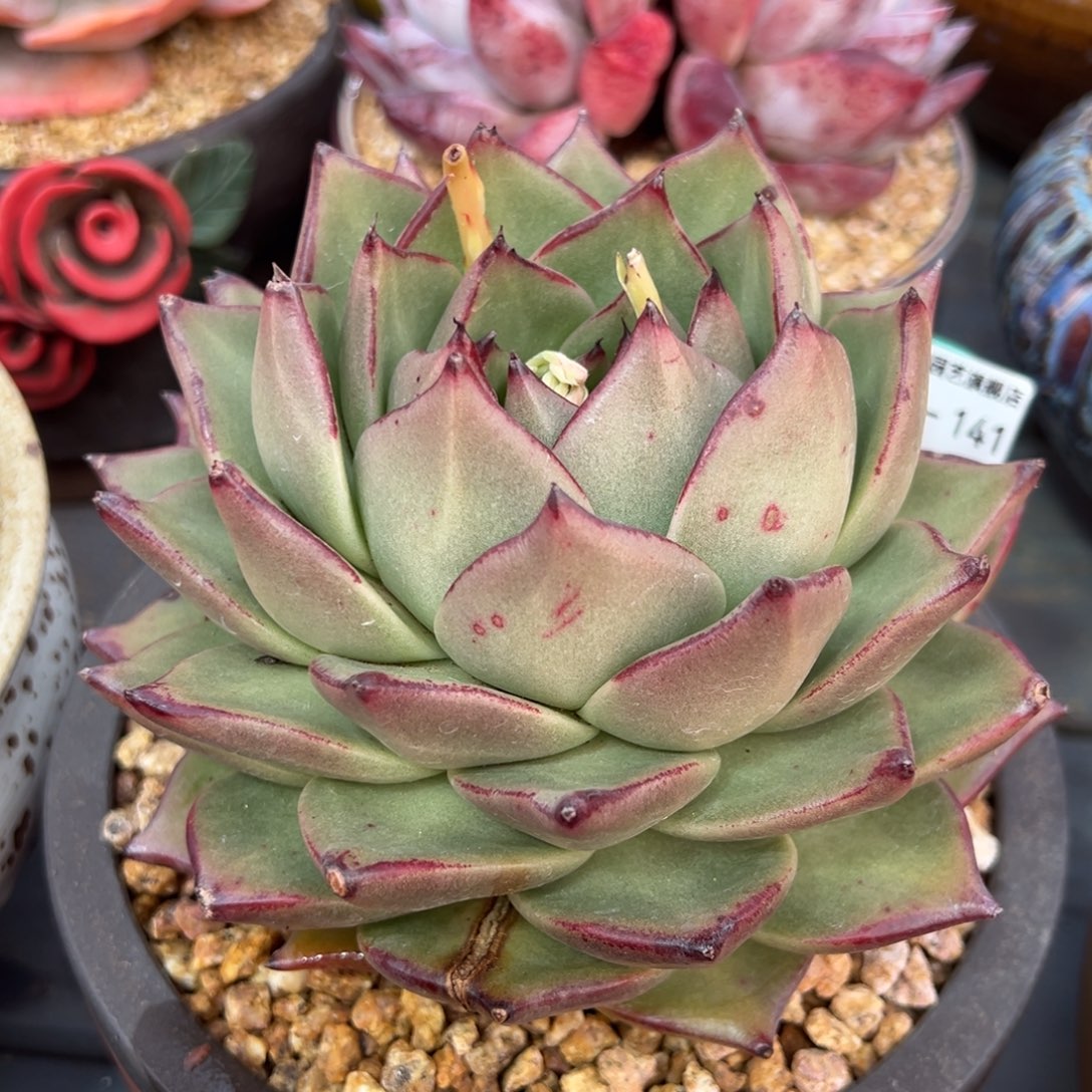 从前慢多肉精选编号0213.141