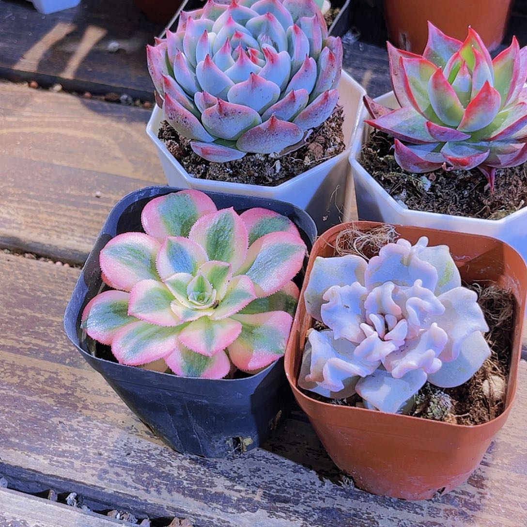 如图四盆111111111111