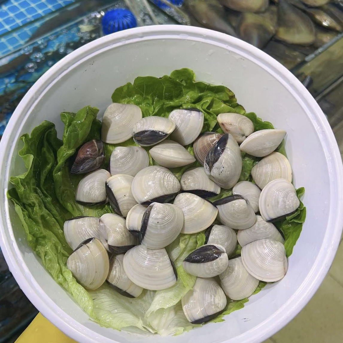 海鲜火锅白贝一份500克保鲜保肥保无沙顺丰包邮