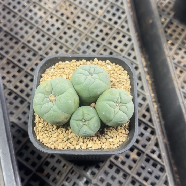 忘***君154一物一拍带盆土发货