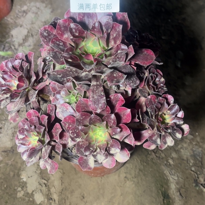 2736美杜莎的人多肉的