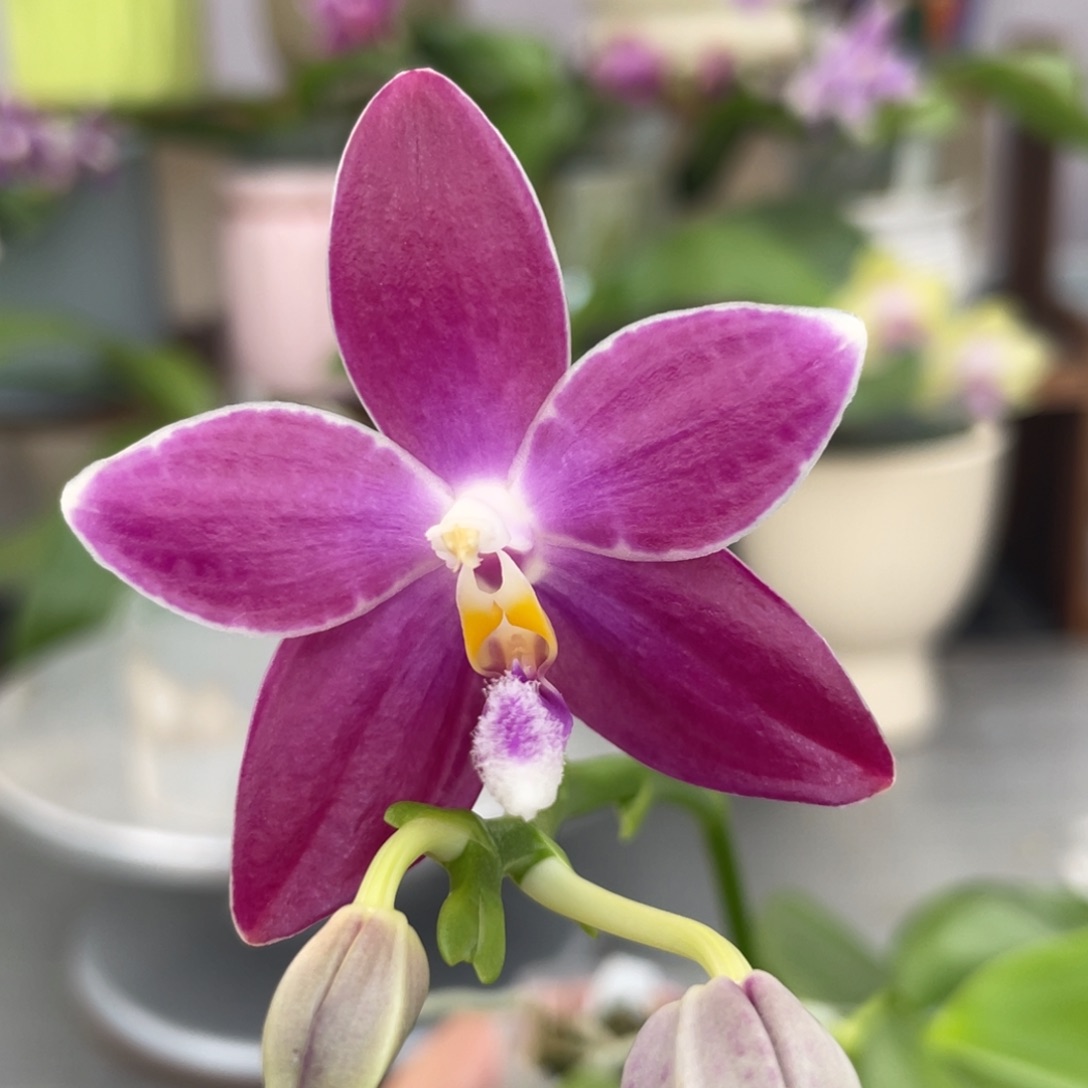 完全开放咖啡盾交蓝孔雀，2.5杯开花株