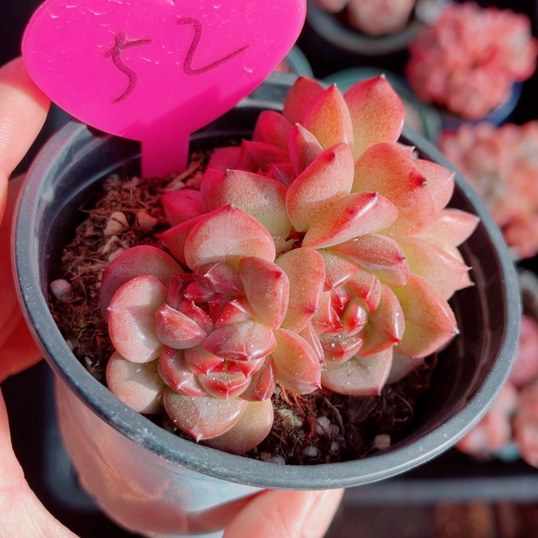 52号小老桩珍妮群