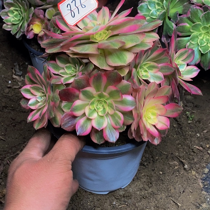 吼***吼火龙果老桩法师836号