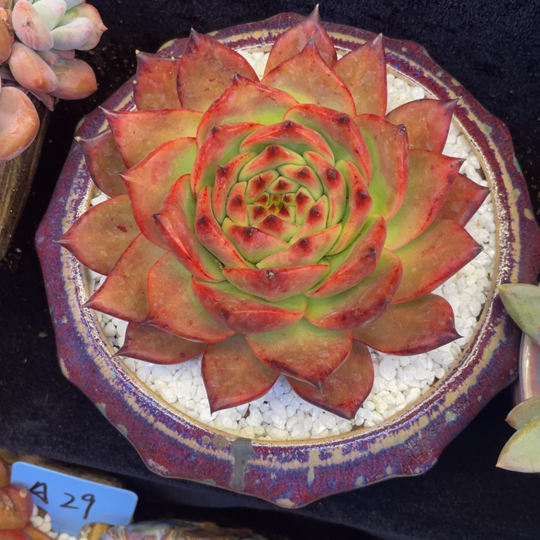 血钻多肉植物盆栽多肉