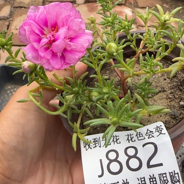 无花朵J882超小苗盆口10cm