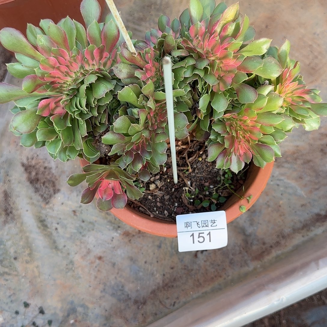 巨***博151多肉 香妃高锦缀福利