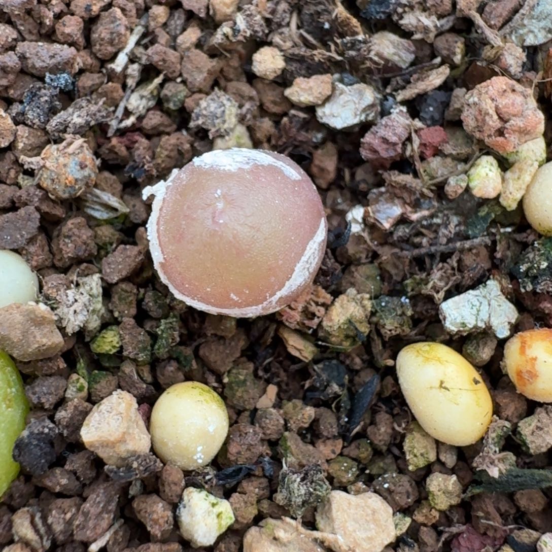 828哈莫灯灯尺寸0.8左右脱土
