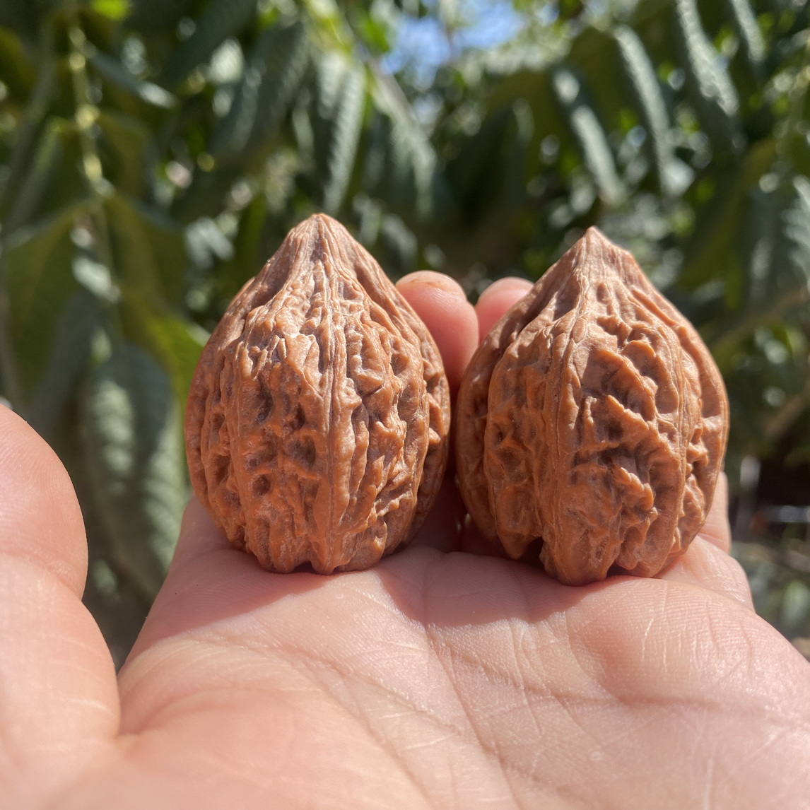 文玩核桃高端小众瓷瓶鸭嘴35尺寸梦幻皮质