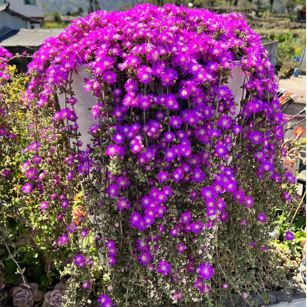 荧光兔枝干番杏带盆带土多肉植物阳台花园庭院盆栽花卉飘枝小老桩