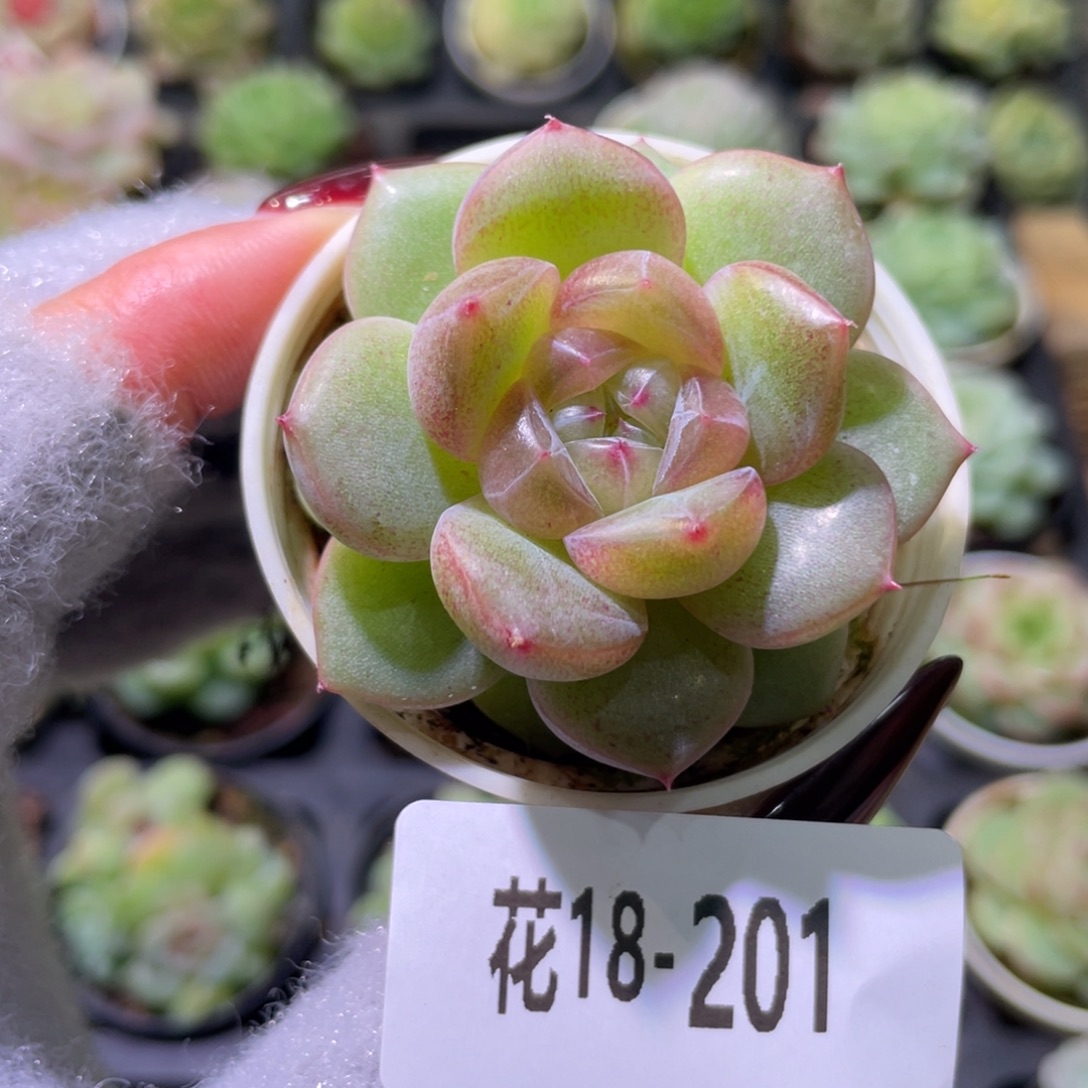 花利美18-201新品