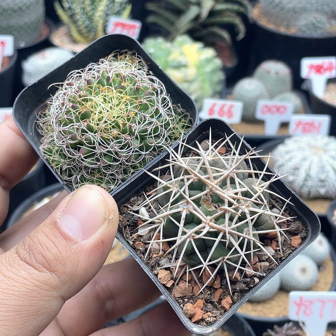 实生两颗仙人球带盆土包邮