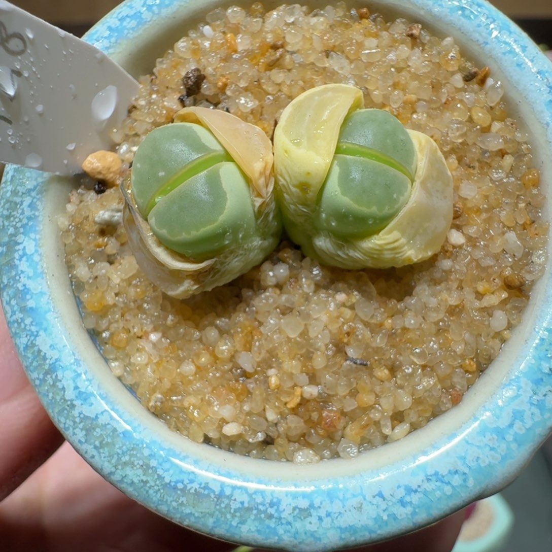 红陶蘑菇307橄榄