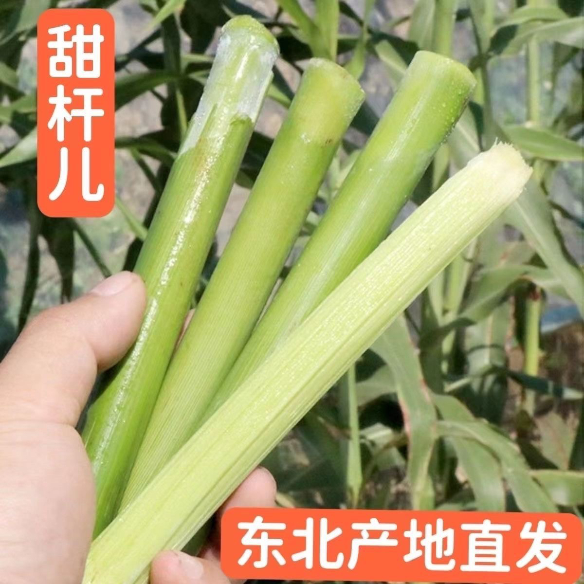 东北吉林特产新鲜甜杆每单三斤包邮