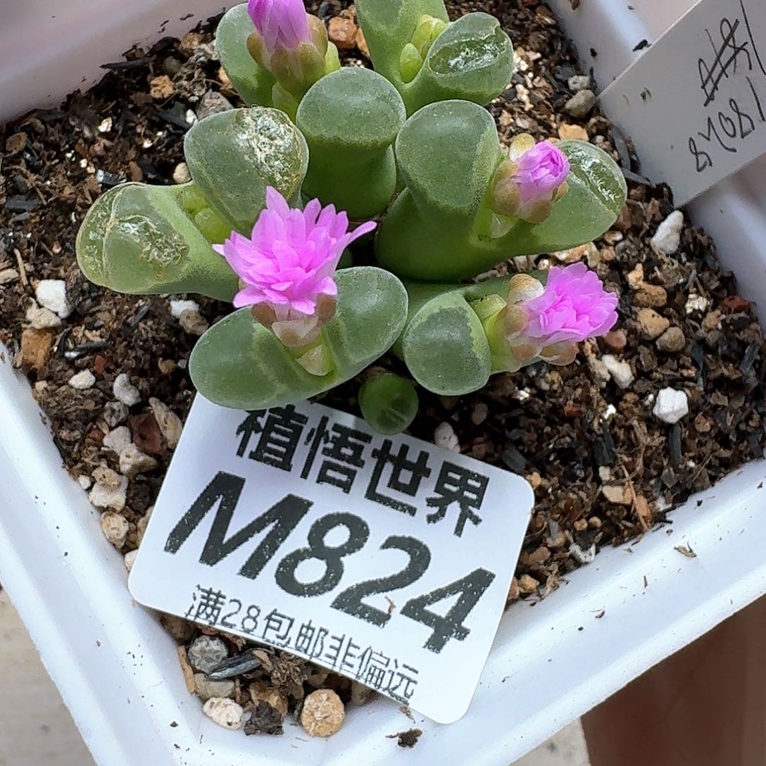 多肉植物多肉植物ff
