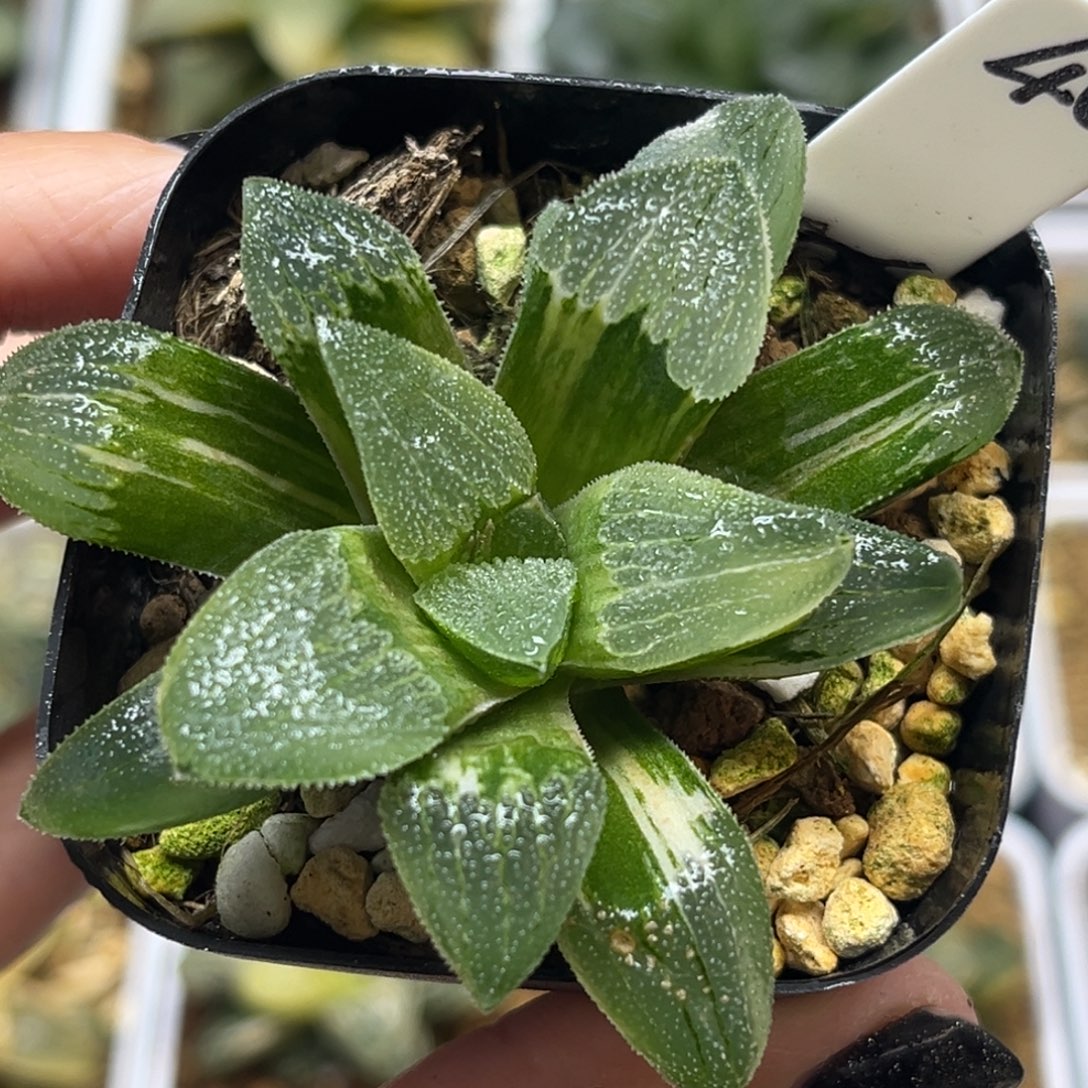 40蓝光磨面寿锦福利专场