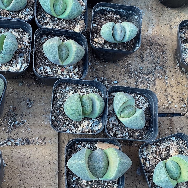 6.5方大元宝带盆土发