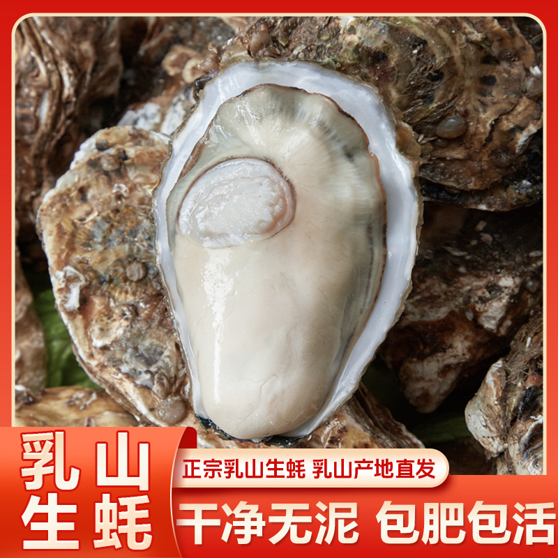 【3斤送2斤/5斤送5斤】 4-5两乳山生蚝源产地现捞直发顺丰鲜活到家