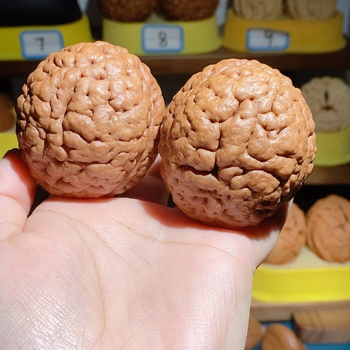 野生三瓣脑纹大金刚5357