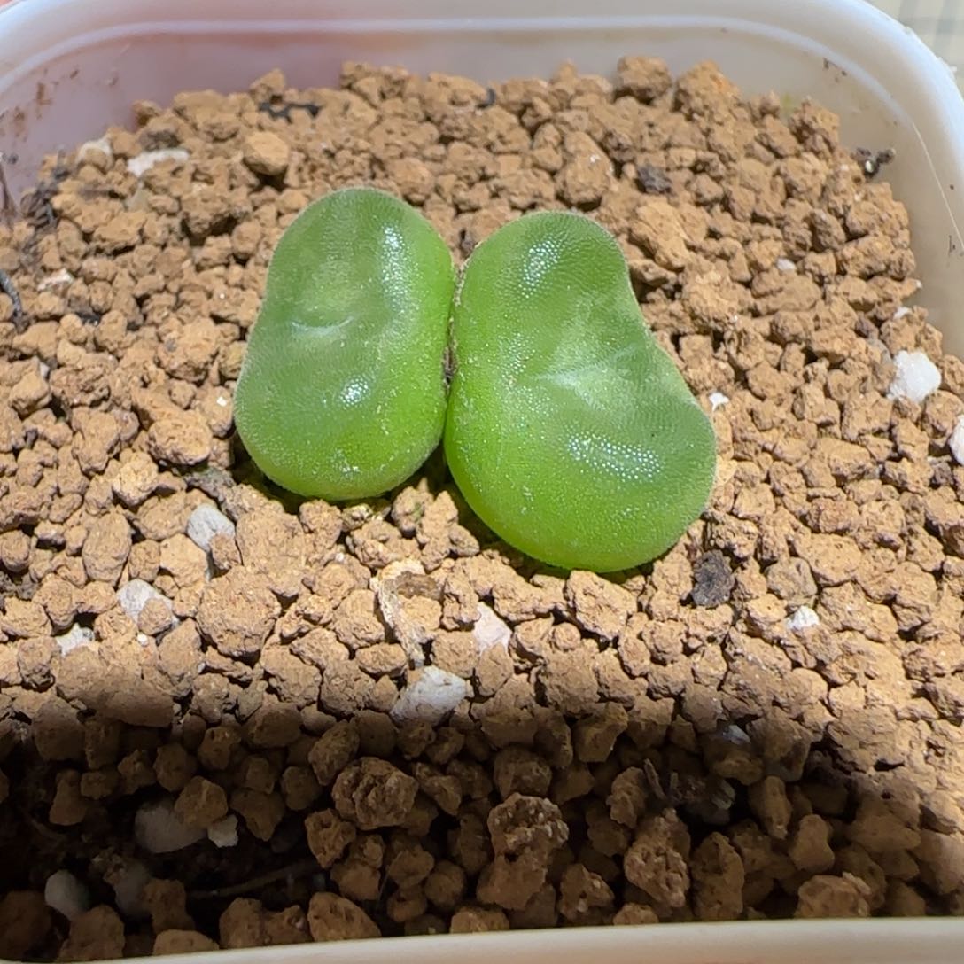 肉锥多肉植物组合-水晶鞋母本1488