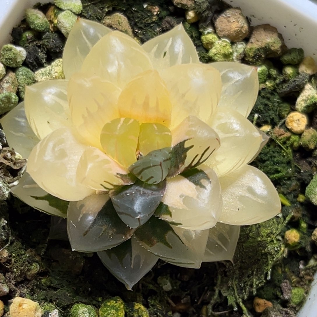 恭喜发财大吉大利0029水中月