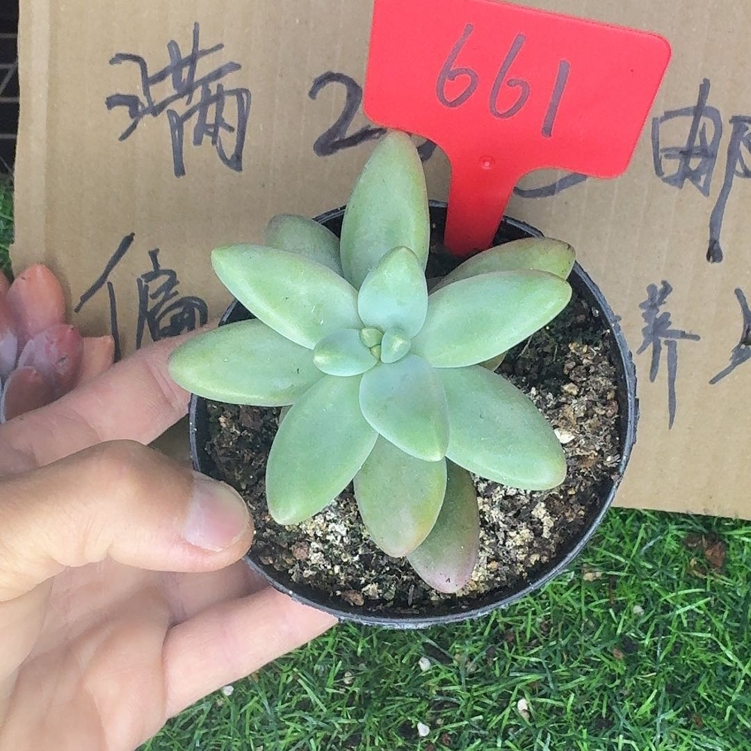云南多肉小栈661戴蒙德