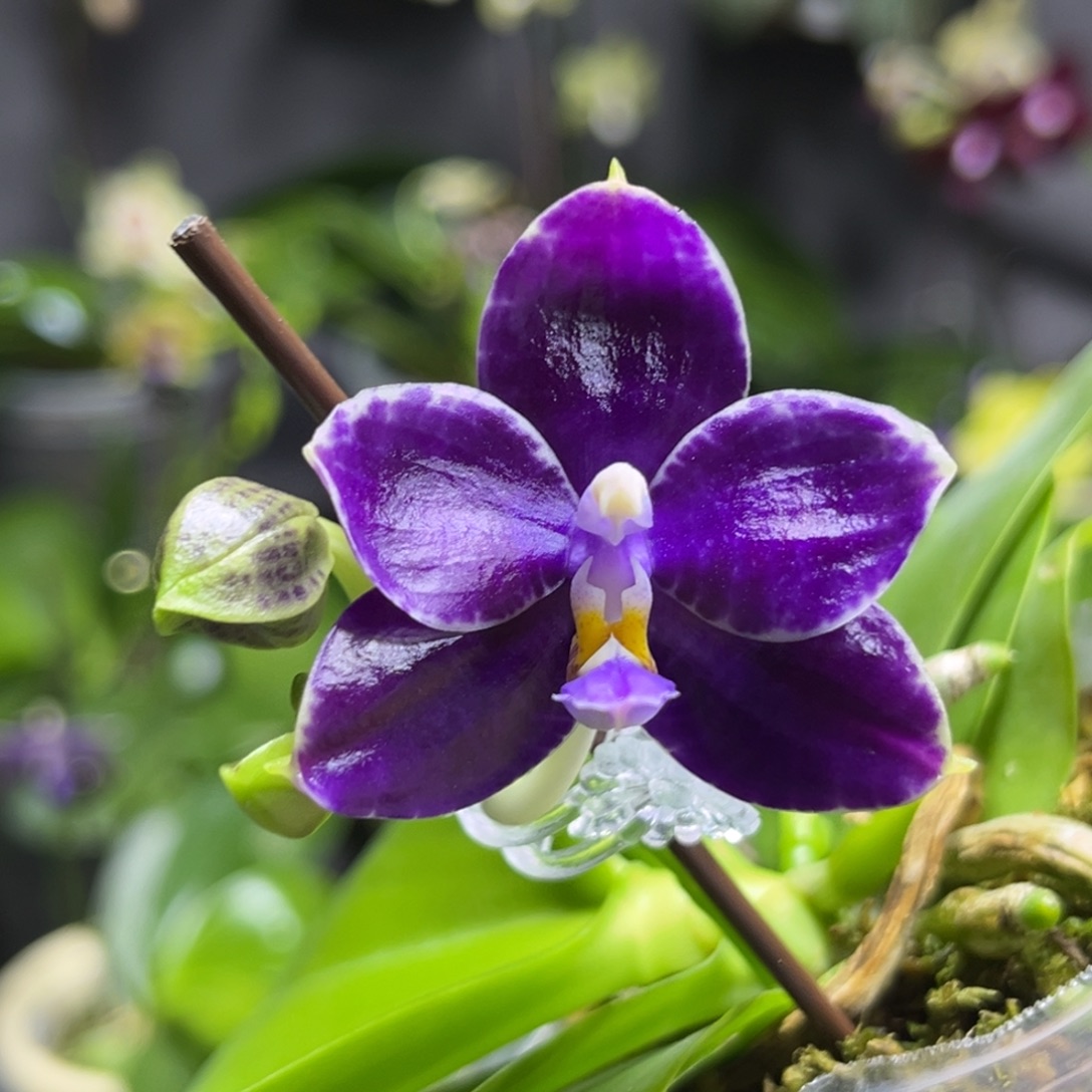 完全开放2.5寸两倍钻石交蓝喜鹊开花株