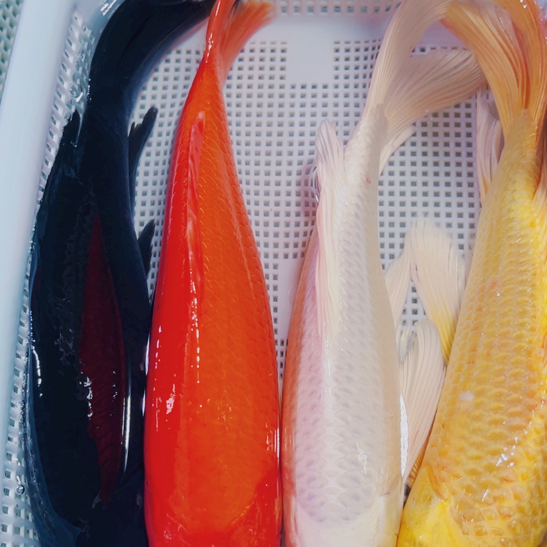 海水鱼锦鲤观赏鱼167