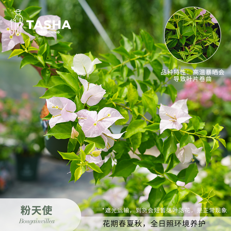 塔莎的花园三角梅粉天使 盆栽阳台庭院花卉开花植物 