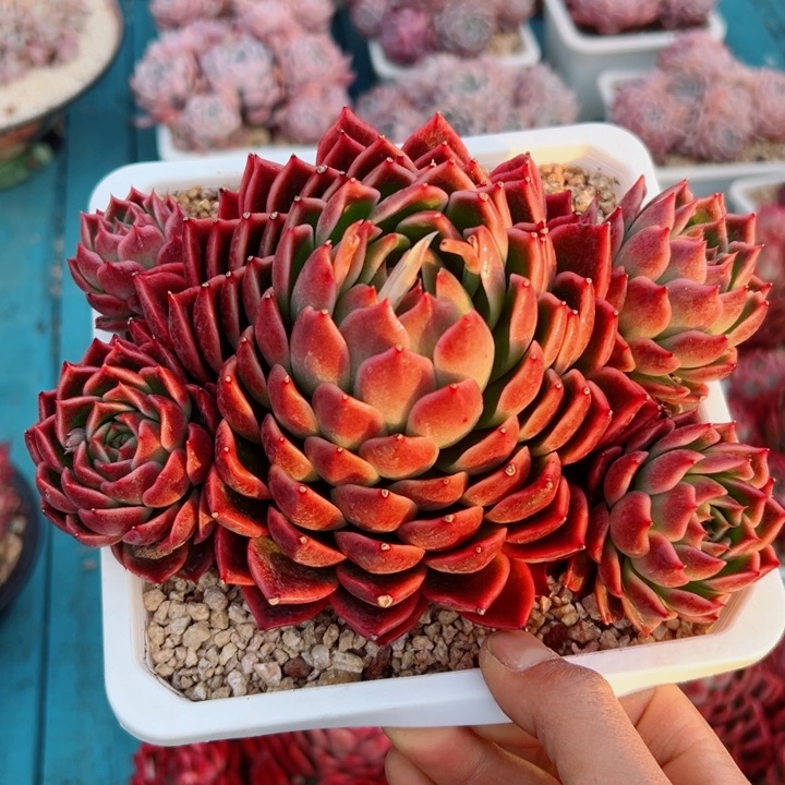 精品多肉植物老桩