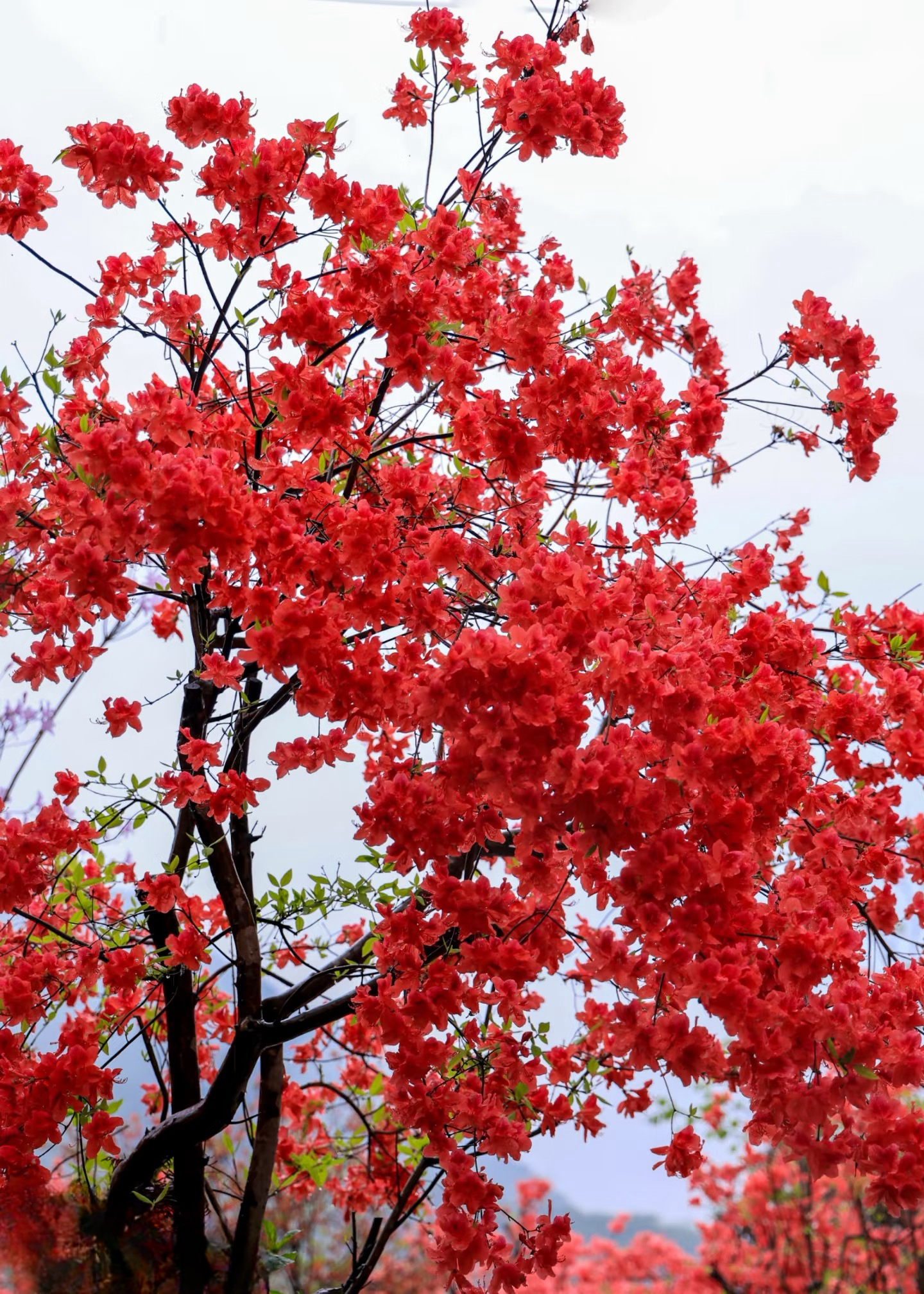 贵州映山红鸡血红