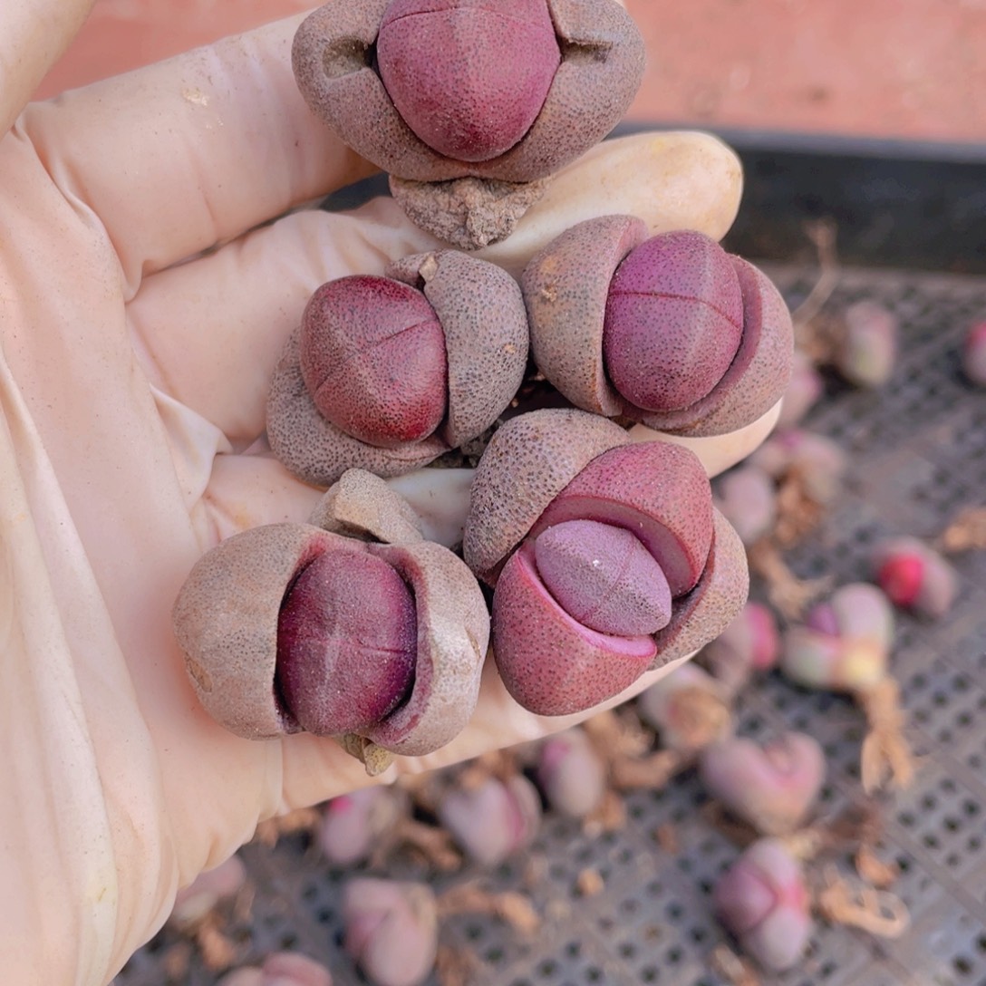 5颗紫元宝888888888888