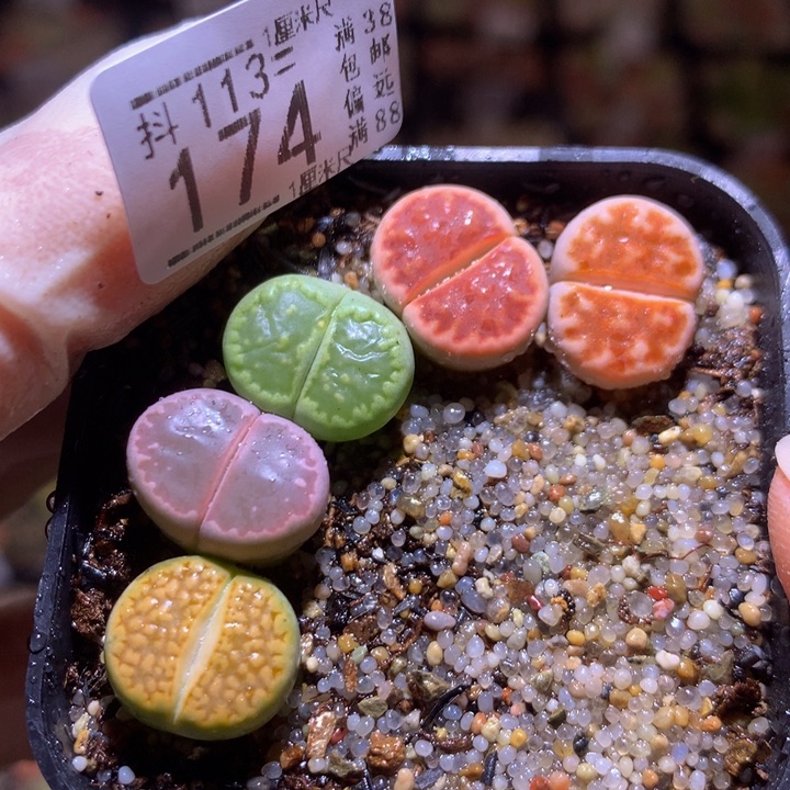 精品生石花113.174