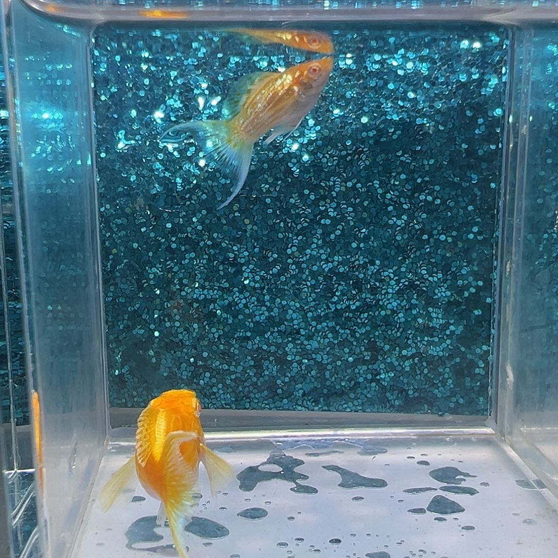 黑玛丽鱼红宝石黄金玛丽一对0025