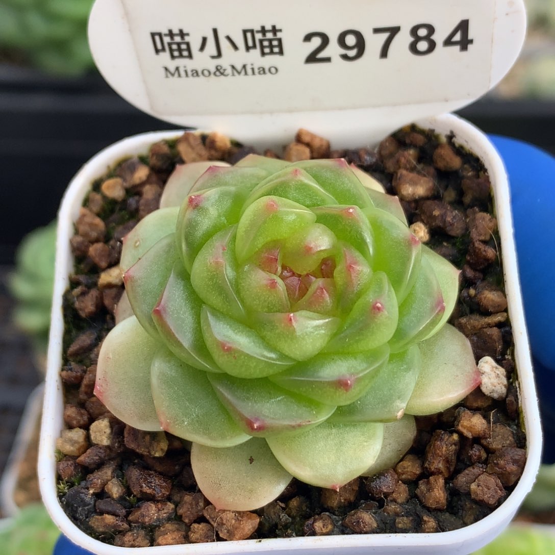 乖***乖多肉植物杂交珍妮