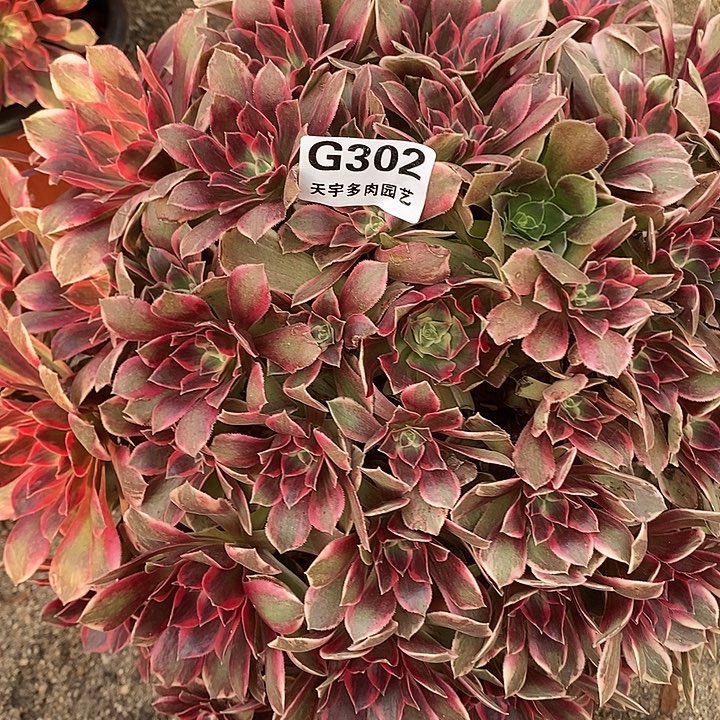 多肉植物幻莎福利款302多肉