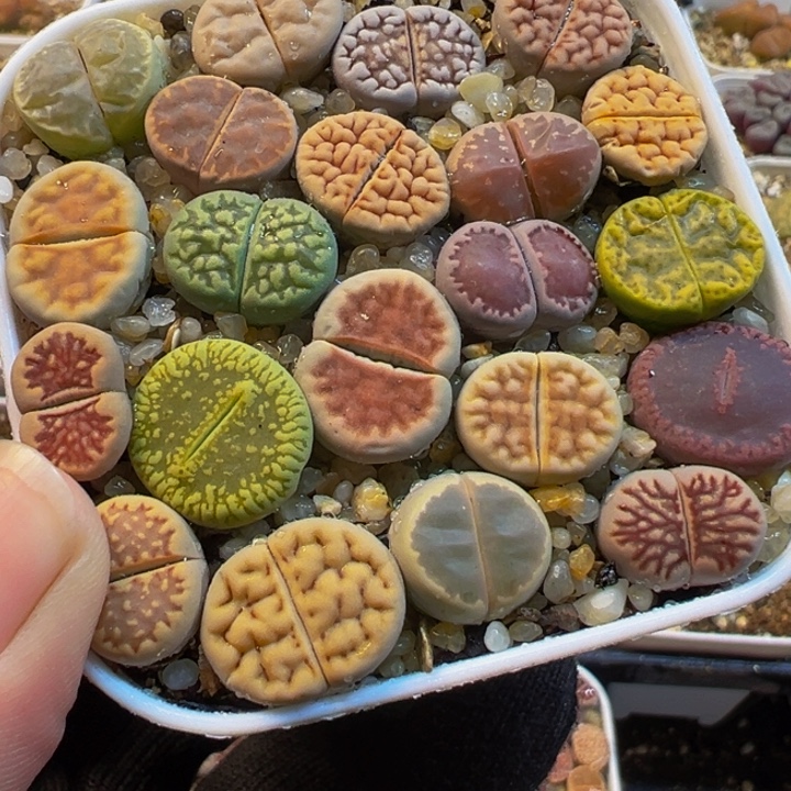 011多肉植物种类多样